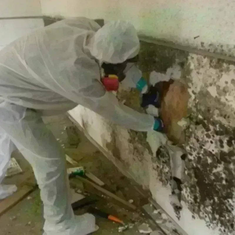 Mold Remediation and Removal in Ellicott City, MD